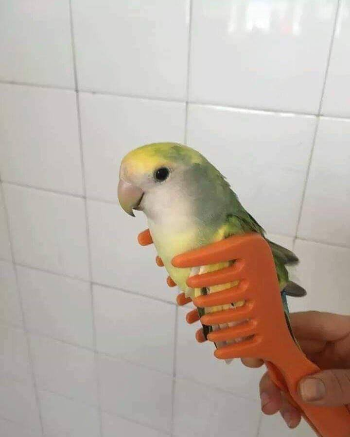 _xNSB's tweet photo. How's my parrot? https://t.co/r5ktSs32up