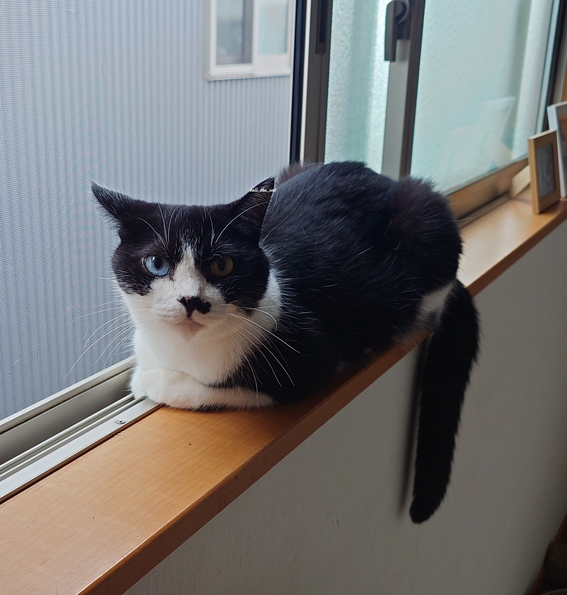 なかなか懐かない子猫 鈴 SP ヴァイスシュヴァルツ なかなか懐かない子猫 鈴 SP RR なかなか