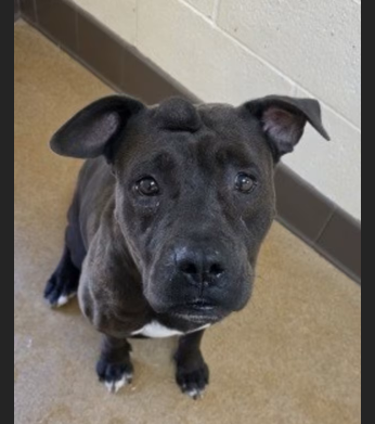 HollywoodDogs's tweet photo. Kimber, a 7-year-old Pit Bull/Boxer at a full shelter in #AppleValley, #CA, needs a forever home, a foster home, or rescue https://t.co/ydvlRPVhx8 #URGENT #PitBull #seniordog 🐶 https://t.co/U3I5Owod3O