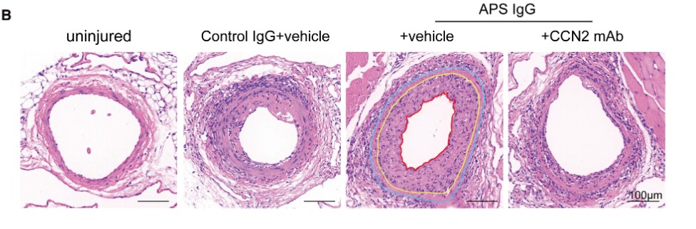 Circulation tweet media