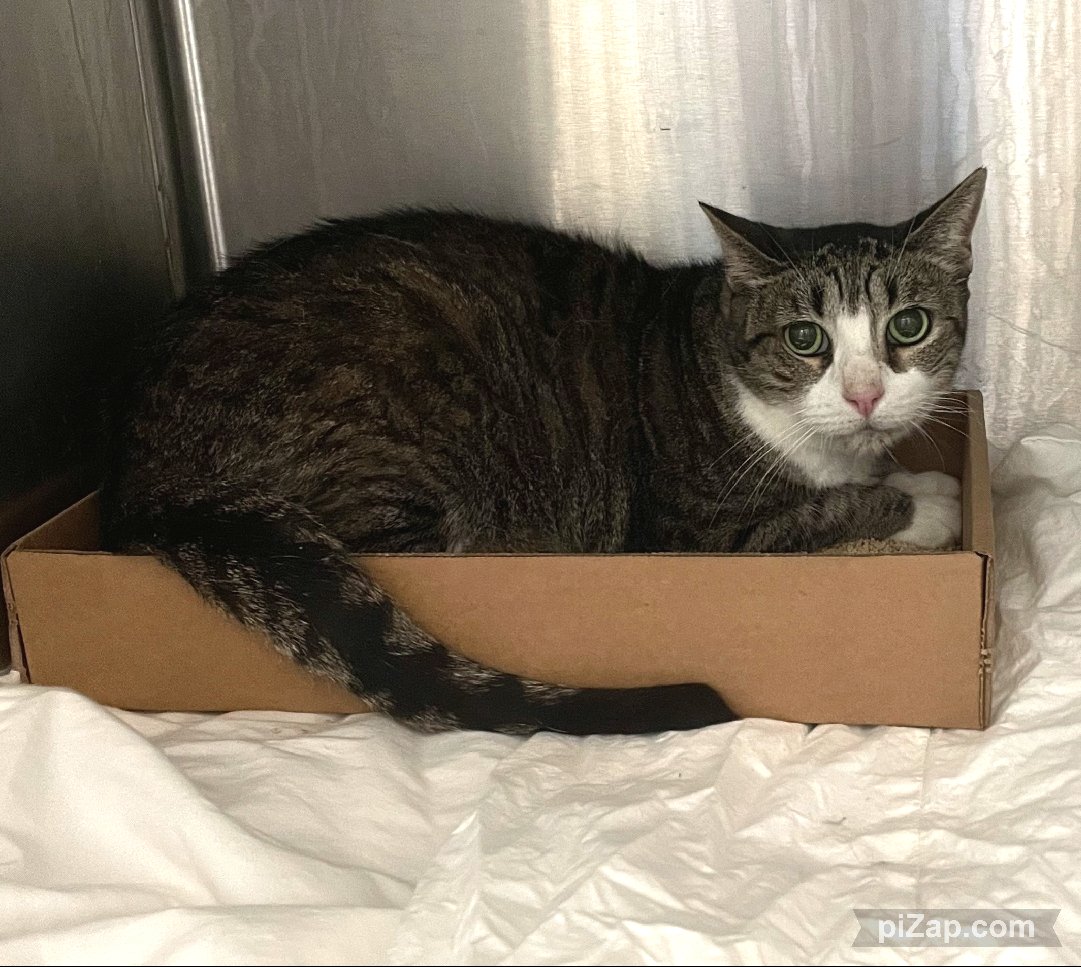 NYC's DEATH ROW CATS tweet media