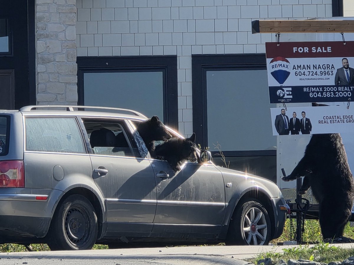 Bears are pretty common in our neck of the woods but not often we see them wanting to go for a ride. All 3 were in there at one point  #chilliwack