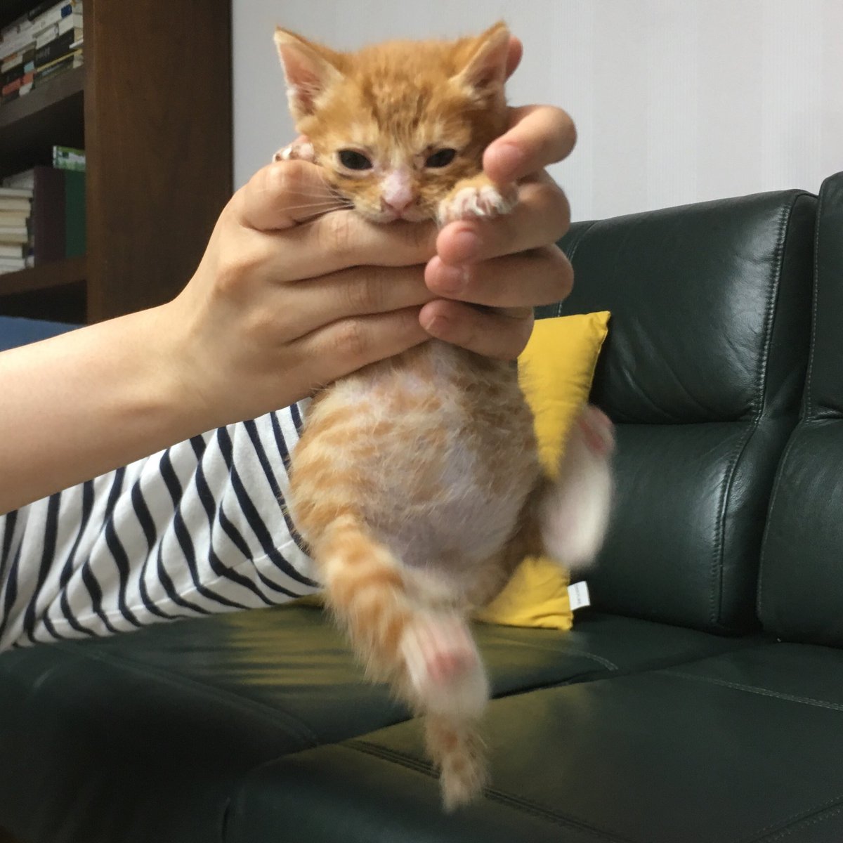 내가 맘마 실수로 많이 줘서 배뚱뚱이가 된 사건