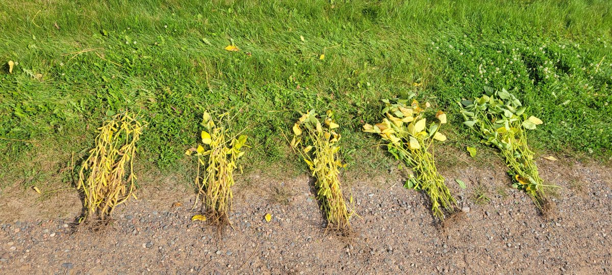 Shawn Conley tweet media