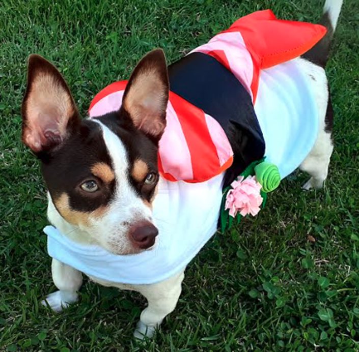 Milo is a 2-year-old Jack Russell terrier/Chihuahua mix who lives in Kāne‘ohe. His favorite snack is boiled shrimp and he likes to wear a shrimp sushi (ebi-nigiri) outfit. Read more in Windward Voice's 9/10 issue.
#midweekhawaii #hawaii #windwardvoice #petoftheweek #dogsofhawaii