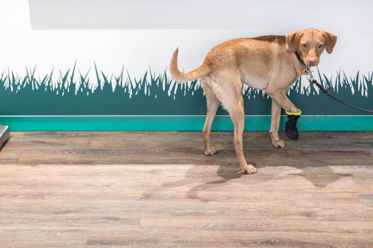 altro_aus's tweet image. Why durability matters in vet flooring 🐾

Floors face paws, claws, traffic and heavy equipment. Cracks can harm paws and trap bacteria. Altro’s durable flooring withstands busy environments to keep pets safe, comfortable and cared for.

#AltroAus #VeterinaryDesign