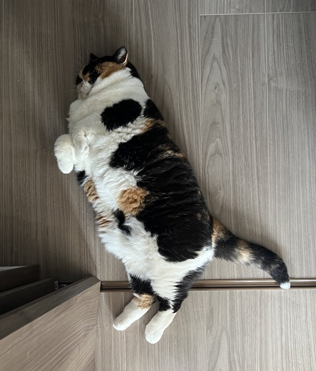 家に落ちてる可愛いやつ