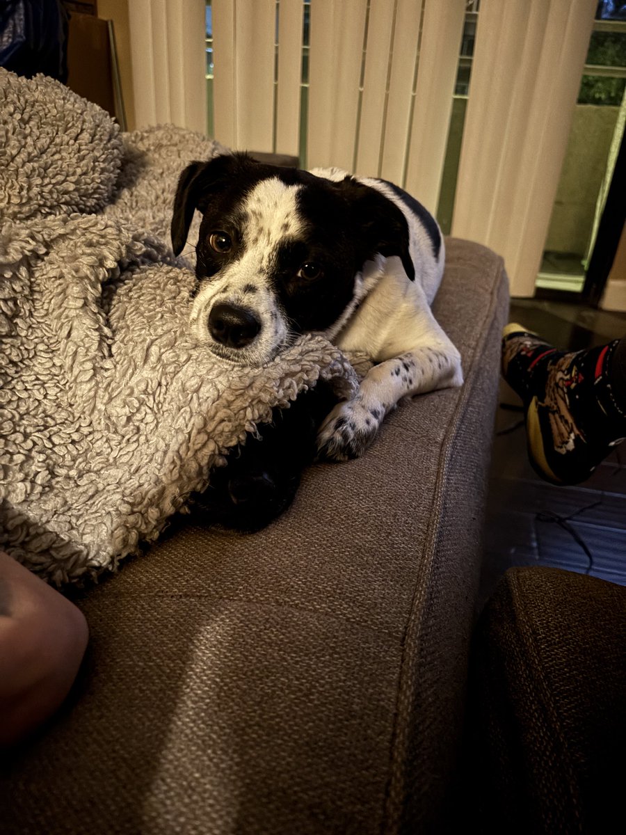 I fucking hate politics in 2025 so here’s an adorable timeline cleanser.