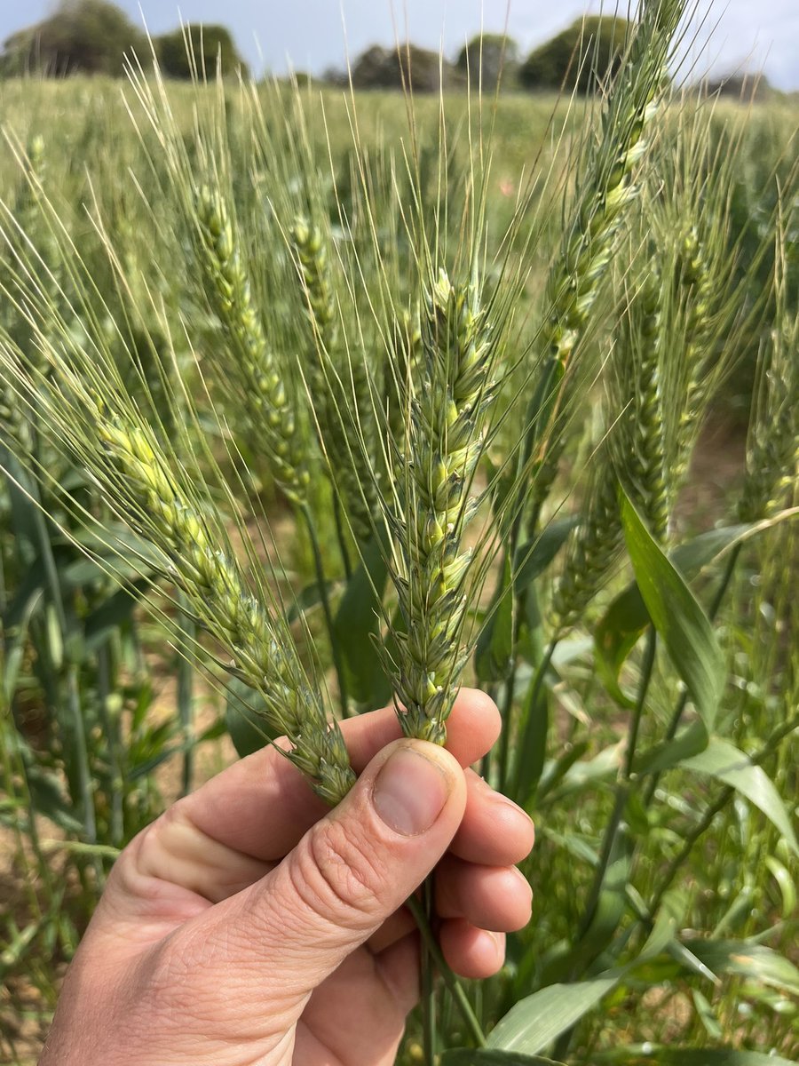Filling grain into terminal drought is standard for a Mediterranean climate, which (understandably) suggests WHC is going to be limiting for grain fill. 

Lighter textured soils need to be filling earlier to minimise late season drought during grain fill. But no silver bullet!