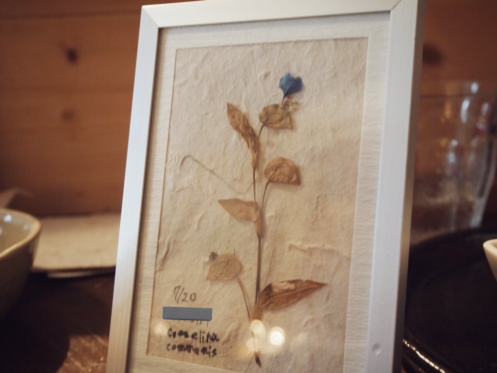 植物標本作りました