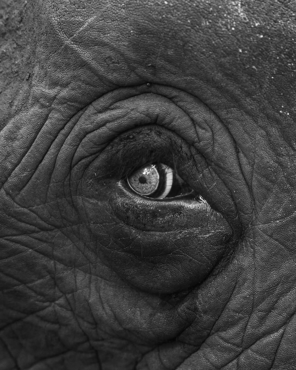 The Bear tweet media