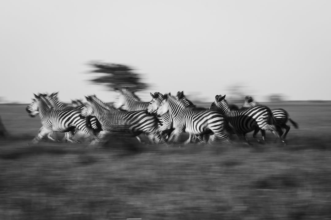 The Bear tweet media