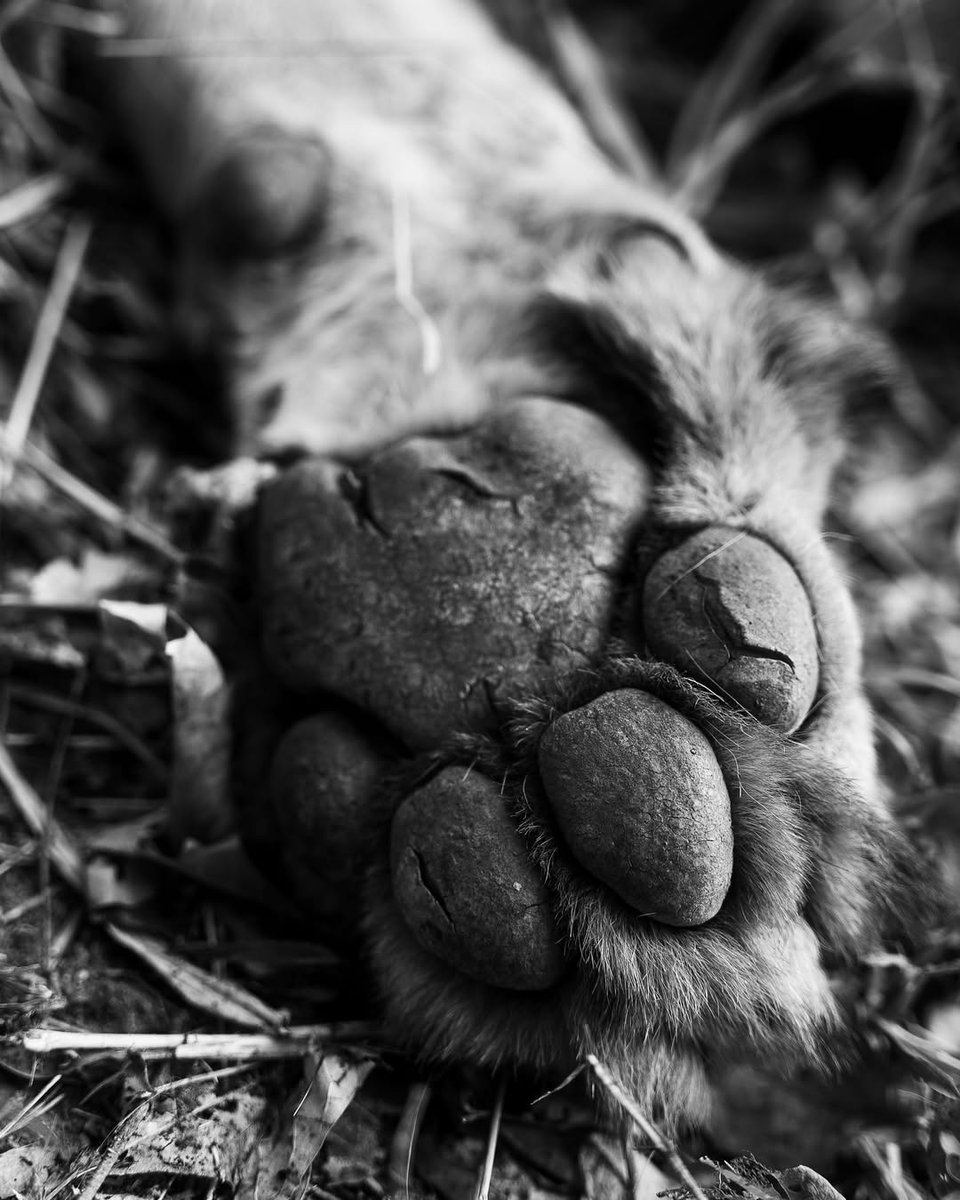 The Bear tweet media