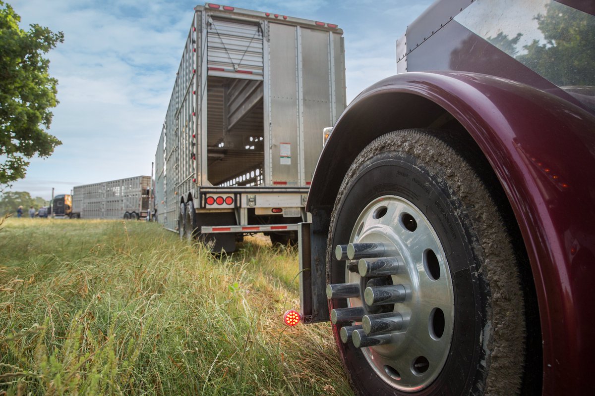 South Dakota Cattlemen's Association (@sdcattlemen) on Twitter photo It's National TruckDriver Appreciation Week! ๐
From hauling cattle to delivering beef, truck drivers keep the beef supply chain moving. Their dedication connects farms and ranches to dinner tables across the country. Thank you for keeping beef on the move!
.
.
<a href="/SoDakTrucking/">South Dakota Trucking Association</a> It's National TruckDriver Appreciation Week! ๐
From hauling cattle to delivering beef, truck drivers keep the beef supply chain moving. Their dedication connects farms and ranches to dinner tables across the country. Thank you for keeping beef on the move!
.
.
<a href="/SoDakTrucking/">South Dakota Trucking Association</a>
