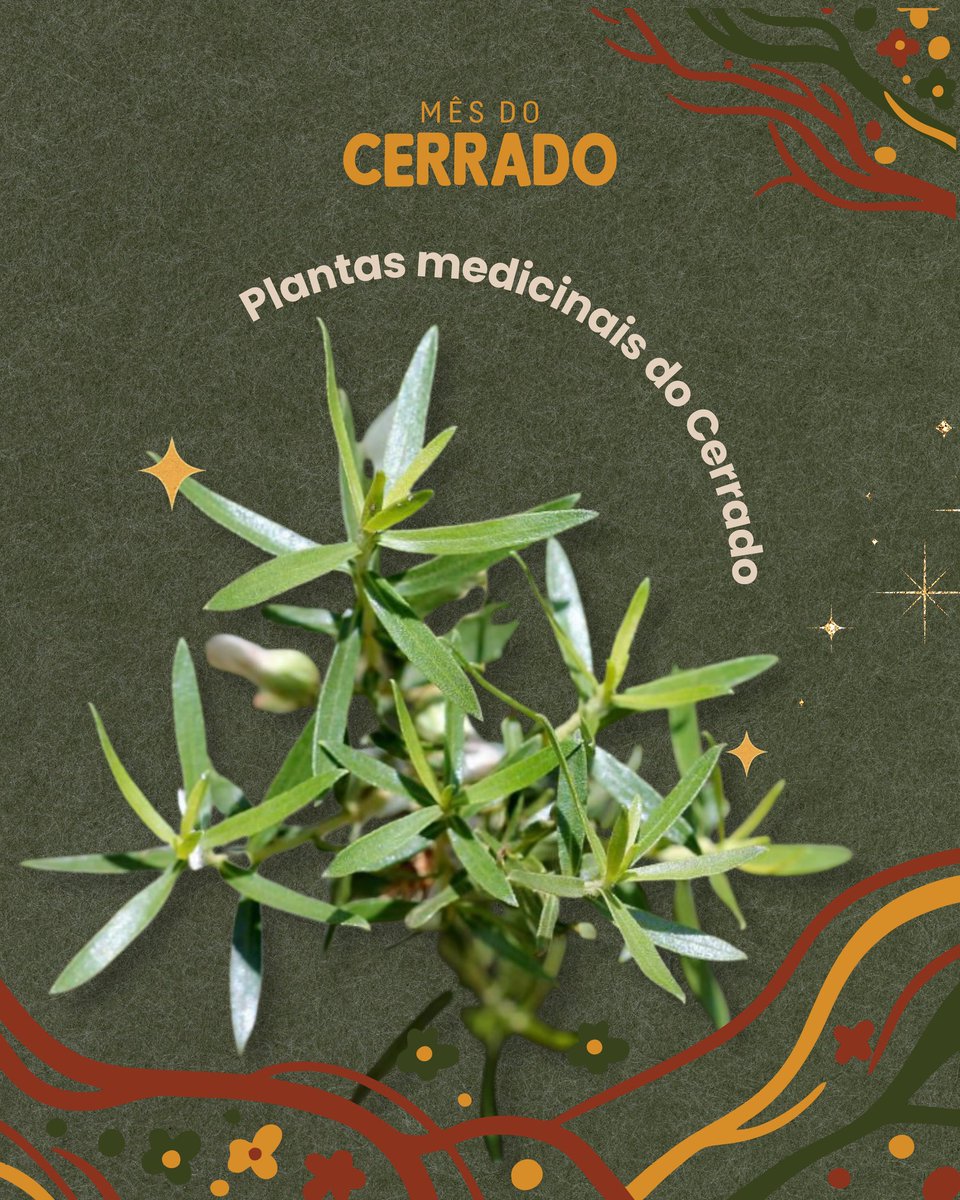 A vida no Cerrado - AVINC tweet media