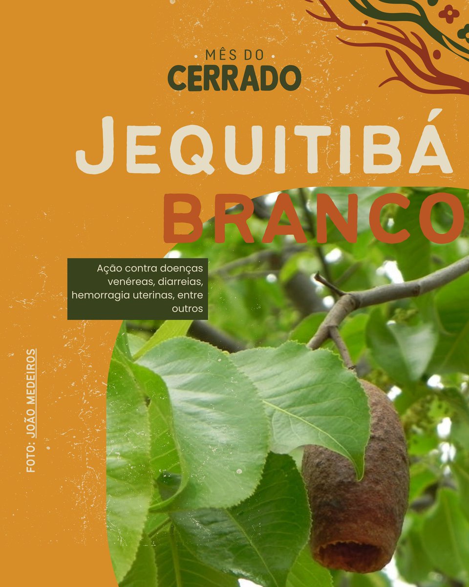 A vida no Cerrado - AVINC tweet media