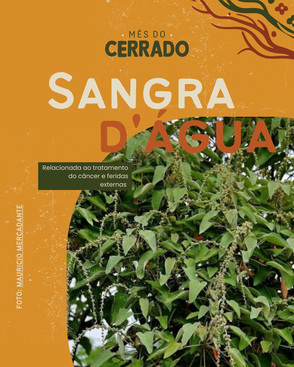 A vida no Cerrado - AVINC tweet media