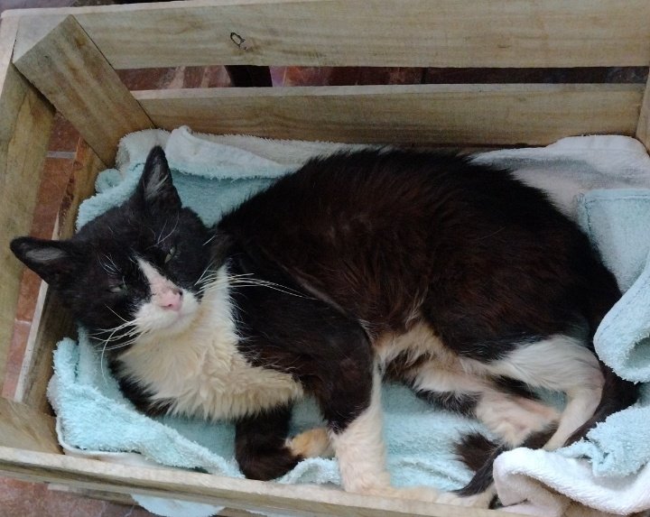 Félix se ha ido al arcoiris, tomó  sus alitas y se fue a ser feliz con los demás michitos que por allá encuentre 🌈.