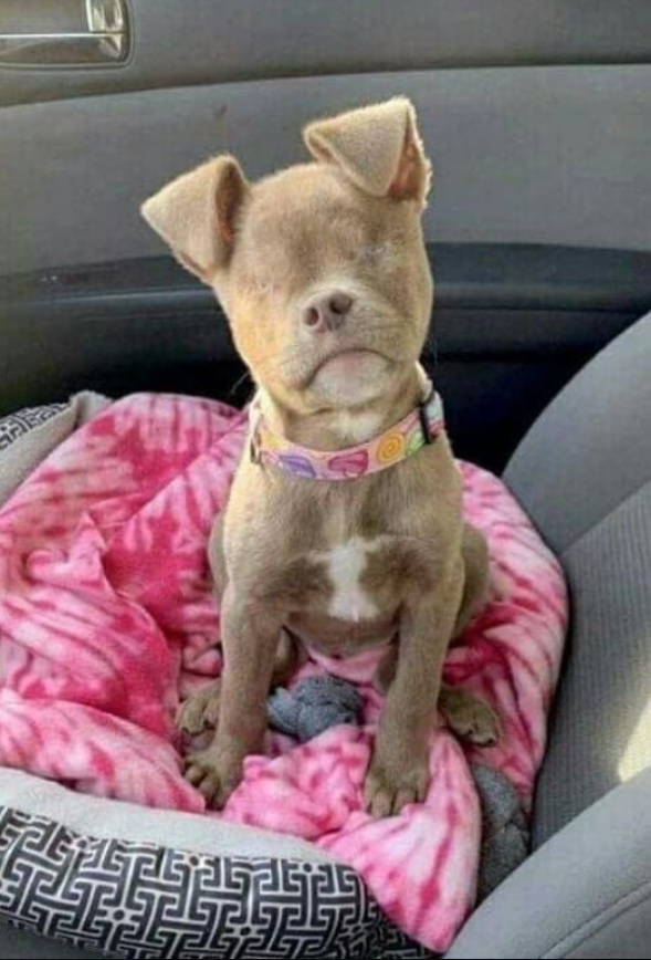 Best in Dogs tweet media