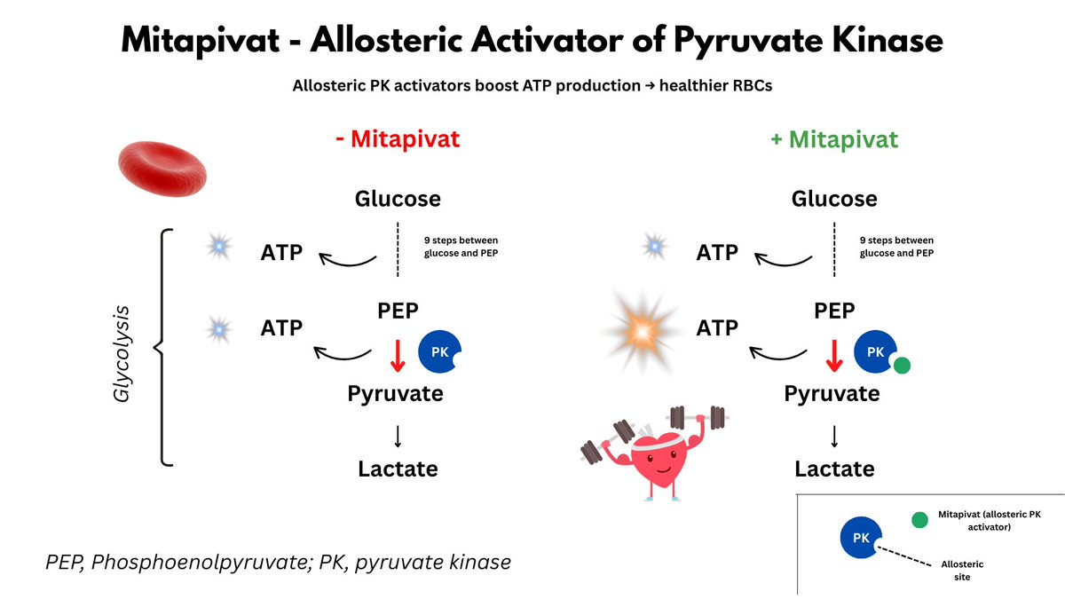 POWERING UP RBCs

Mitapivat is an oral allosteric activator of pyruvate kinase → ↑ glycolytic ATP. 

FDA-approved for PK deficiency anemia; in trials for sickle cell disease &amp; thalassemia. 

More ATP = healthier, longer-lived red cells across hemolytic disorders. 

#hematology