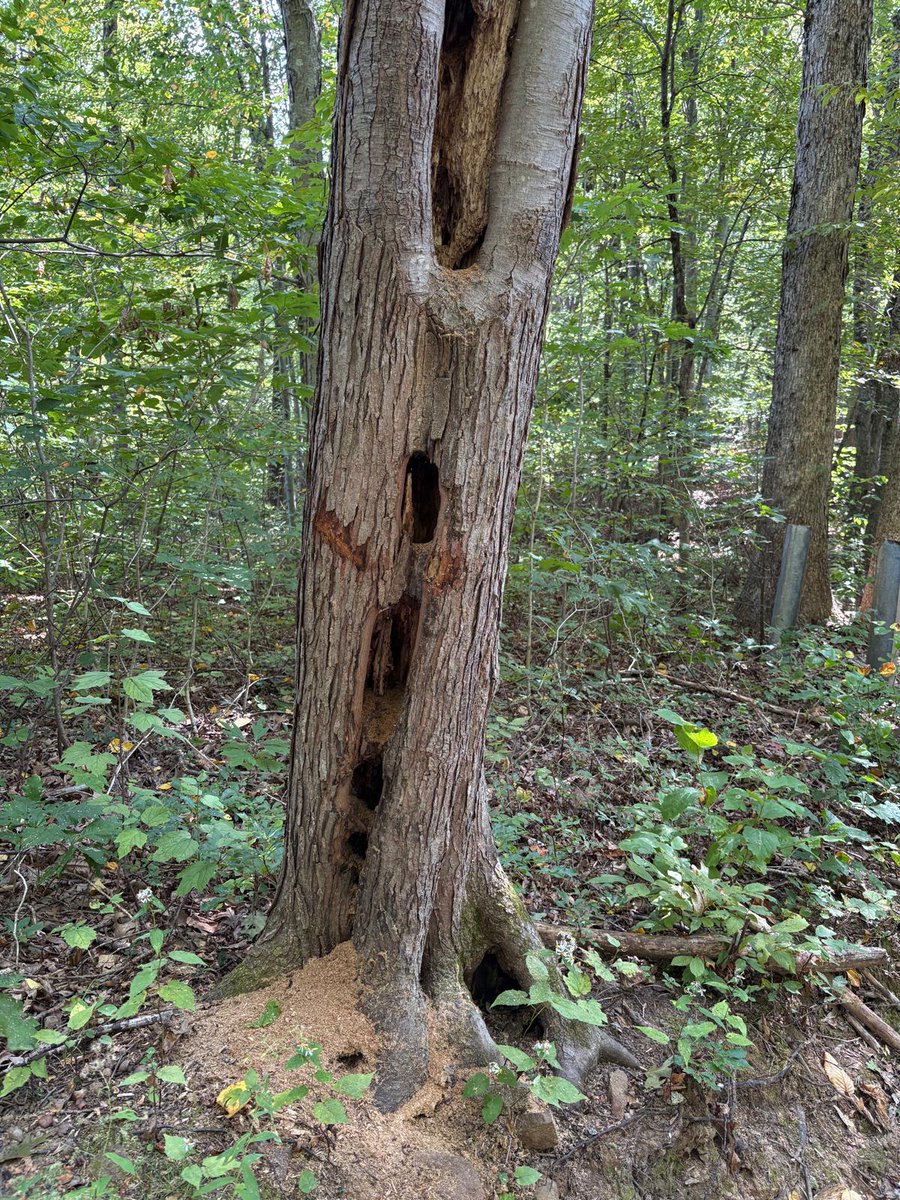 Albero secco nel bosco (Connecticut) scavato da un picchio: fori ovali in verticale e trucioli ai piedi del tronco... Natura che ricicla natura