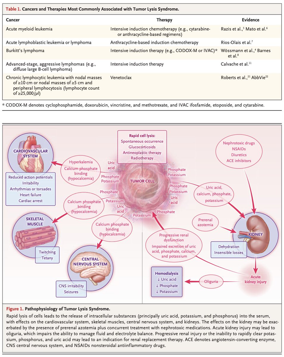 Oscar Tahuahua tweet media