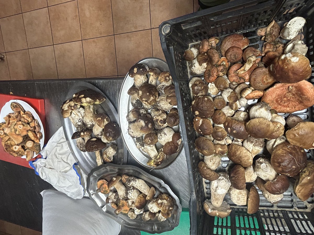 RamonRosssell's tweet image. Ha quedat una bona setmana per la Coma de Burg. Demà en farem de confitats,  alguns amb pollastre i  d’altres amb un timbal de puré de carbassa, Buti negra, ceps i ous escalfats.