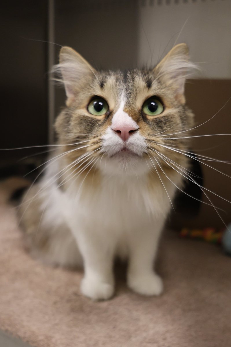 Meet Belinda! She’s a two-year-old cat looking for her forever home. She’s a sweetheart with a big personality who prefers calm and quiet environments where she can enjoy plenty of love and attention.

Visit bit.ly/3USRSDt  to adopt her!