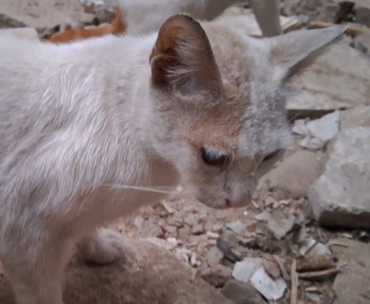 AnimalFriendsAF's tweet photo. My heart is shattered into a million pieces as I write to you, the wa💥r has torn my family apart, forcing them to flee south without any hope of shelter or stability, we stayed behind in 💔G a z a💔, left to care for our beloved cats, who are now our only solace. Life here is a living nightmare: prices are exorbitant, essentials are scarce, and the constant sounds of str¡kes and gunf¡re haunt my every waking moment. I'm consumed by the ache of missing my family, the faces of my children etched in my mind like scars, l0neliness is suffocating me, and the weight of my responsibilities is cru$hing me, our cats look to me for comfort, but I'm powerless to provide for them. Please, if you can hear my cry, extend a hand of kindness to us. Your generosity would give a chance to live 🙏🐾🐱👨‍👩‍👧‍👦🇵🇸.
‼️GoFundMe link for AFS families: https://t.co/LpGyUdLUcq
‼️GoFundMe link for AFS furs: https://t.co/dzmACWl78i
‼️PayPal link is mentioned in our bio.