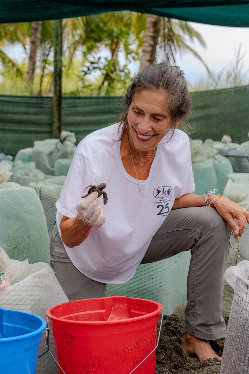 AmazonTeamOrg's tweet image. Releasing newly hatched olive ridley sea turtles at our field station on Costa Rica’s Osa Peninsula. Our Ancestral Tides initiative partners with 18 Indigenous and local communities in Costa Rica, Mexico, Panama and Colombia to protect sea turtles and their habitats. We’ve…