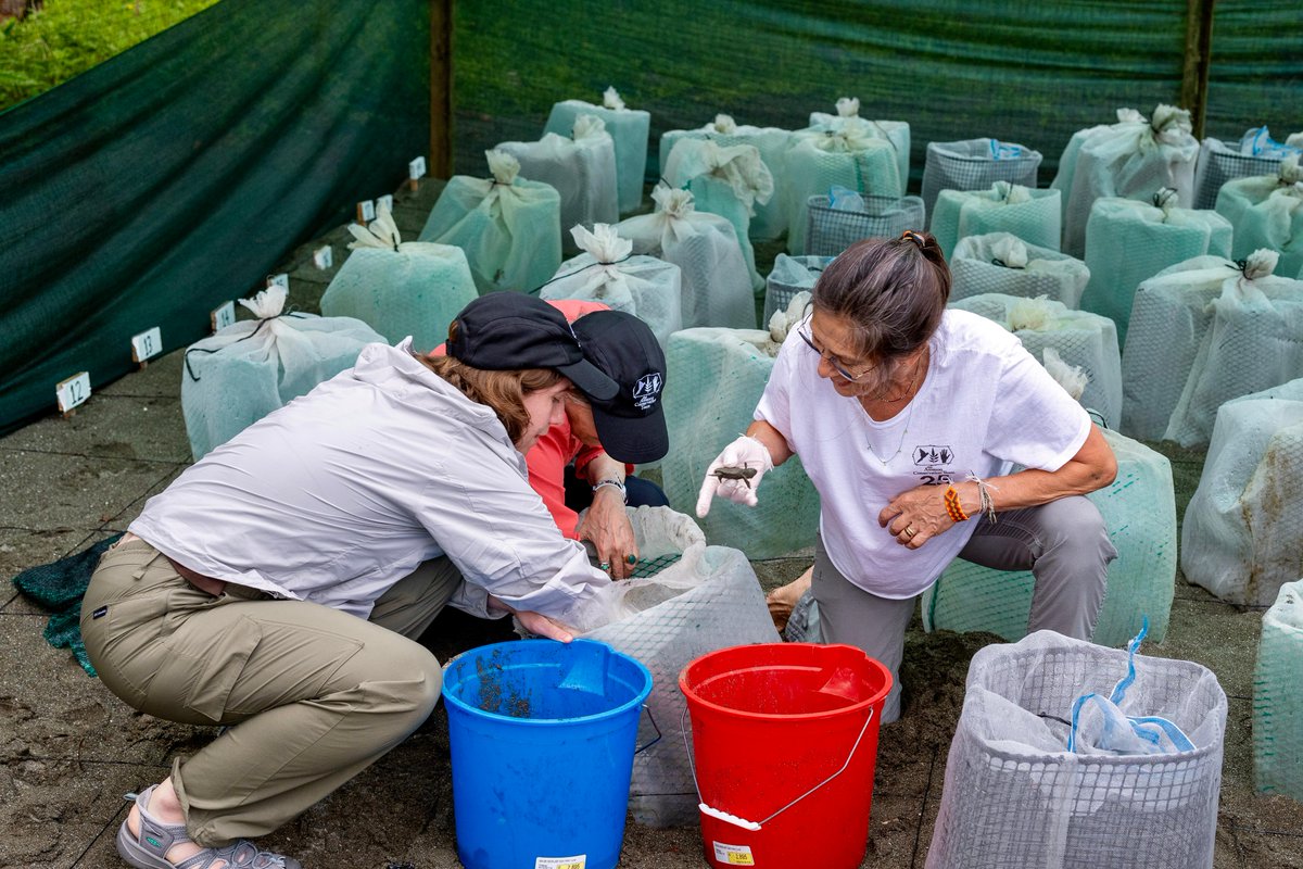 AmazonTeamOrg's tweet image. Releasing newly hatched olive ridley sea turtles at our field station on Costa Rica’s Osa Peninsula. Our Ancestral Tides initiative partners with 18 Indigenous and local communities in Costa Rica, Mexico, Panama and Colombia to protect sea turtles and their habitats. We’ve…