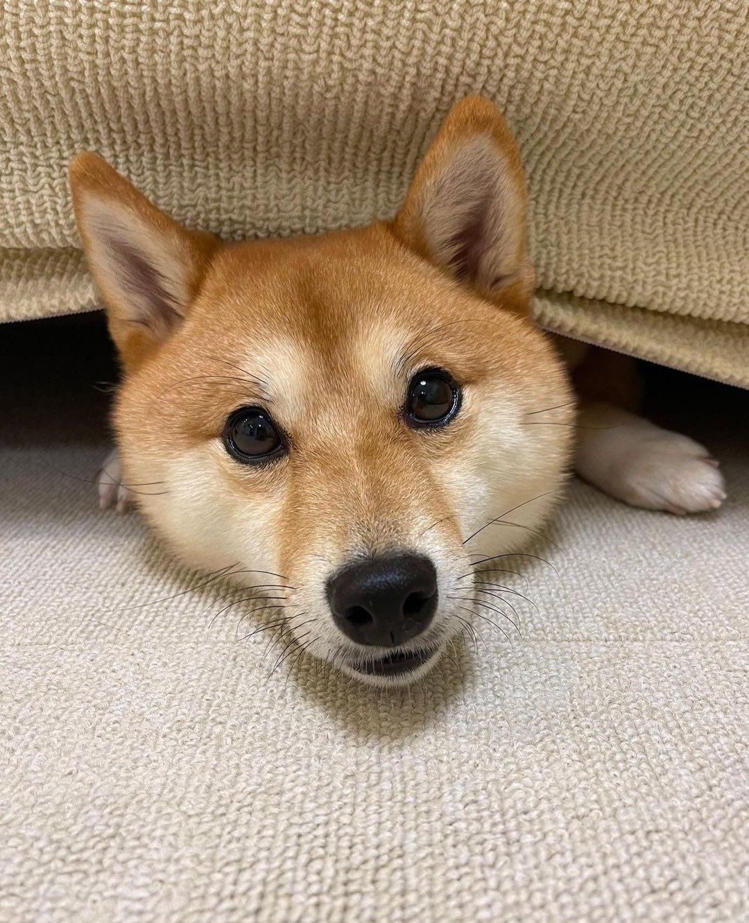ママ柴ちゃん hq720.jpg?sqp=-