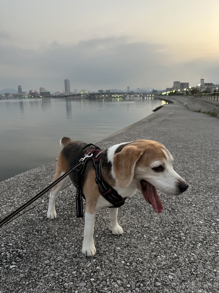 ふわぁ〜。🐶💨
#ビーグル小太郎
#ビーグル
#beagle