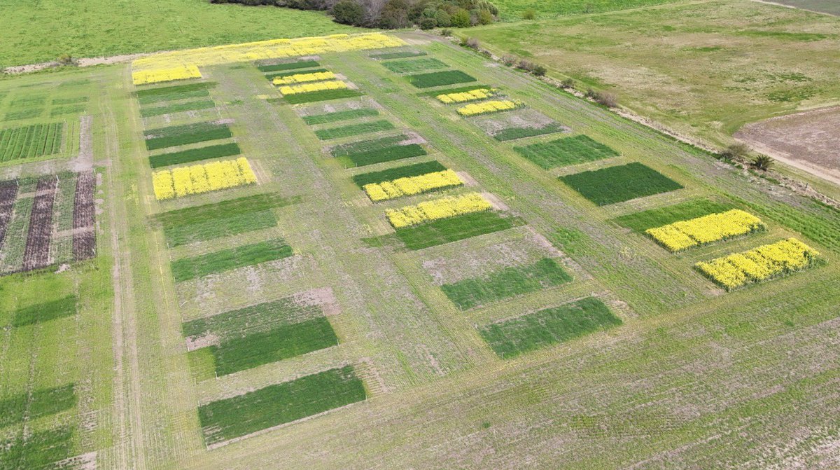 Evaluando el legado del cultivo previo 🌾

🗓️Sitio 1:
Invierno 2024: trigo, cebada, colza, lupino y vicia

Verano 2024: soja, maíz

Invierno 2025: trigo (testigo sin N y fertilización de suficiencia) (Foto 1)

🗓️Sitio 2:
Invierno 2025: ídem 2024 (Foto 2)

<a href="/INIA_UY/">INIA URUGUAY</a>