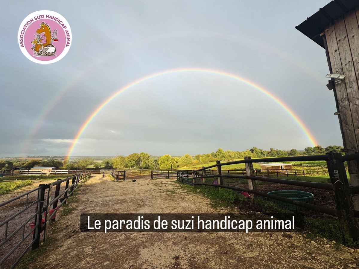 suzihandicapani's tweet photo. Le paradis de Suzi Handicap

Ici, chaque vie compte.
Chaque regard, chaque souffle, chaque pas incertain a sa place.
Notre centre n’est pas seulement un refuge : c’est un sanctuaire où le respect guide chacun de nos gestes.

Nous accueillons les animaux blessés, oubliés, différents, avec la certitude qu’ils méritent la même dignité que n’importe quel être vivant. Ici, aucune souffrance n’est minimisée, aucun handicap n’est une fin, mais une nouvelle page d’amour et de soins.

Le respect que nous leur offrons se traduit dans le temps que nous prenons, dans la douceur de nos mains, dans les soins attentifs, dans les amitiés sincères qui se tissent entre humains et animaux.

Au « Paradis de Suzi Handicap », ils ne sont plus invisibles.
Ils sont entendus, regardés, honorés.
Parce qu’un animal n’a pas besoin d’être parfait pour être aimé… il a seulement besoin d’être respecté.