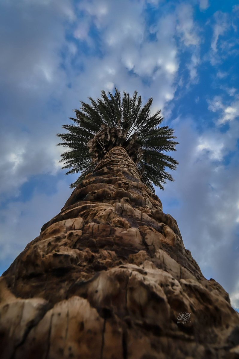 تهون الدراهم والدراهم تجي وتـروح
طبيعي مع ظروف الحيآة الطبيعيه

لگـن الحمايـآ تعــتبر شيّاً مـن الـروح
لآ راحت تمــوت الـروح  لـو أنهـآ حيّه 
#مرهب_البقمي

#صباح_الخير_والسعاده_للجميع