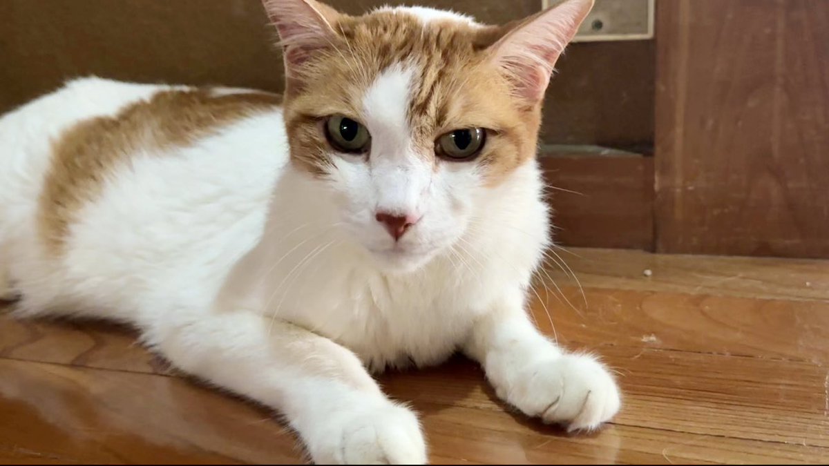 ひーにゃん (@hiinyan113) / X