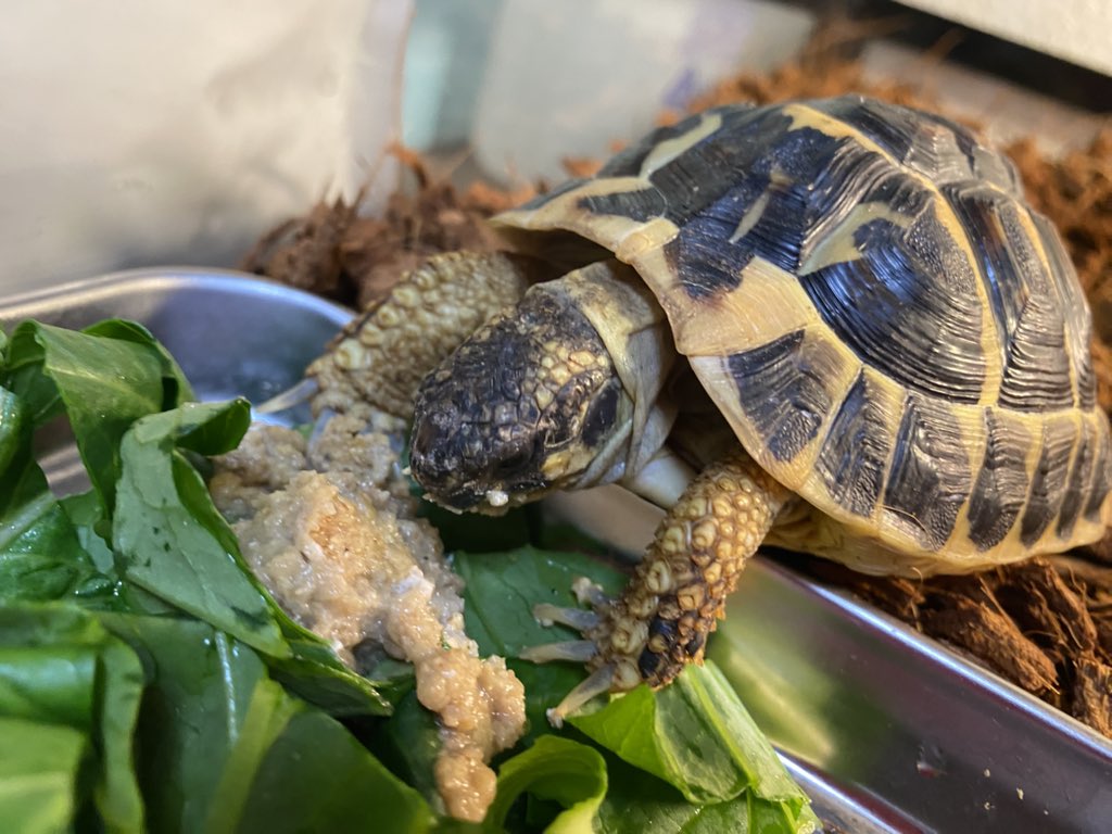 RCgVGTAjkRf6bQT's tweet image. らぐちゃんとびーくん🐢
今日も元気にもぐもぐタイム🍚
らぐちゃんも元気♪

#ニシヘルマンリクガメ
#ファインレプタイルズ