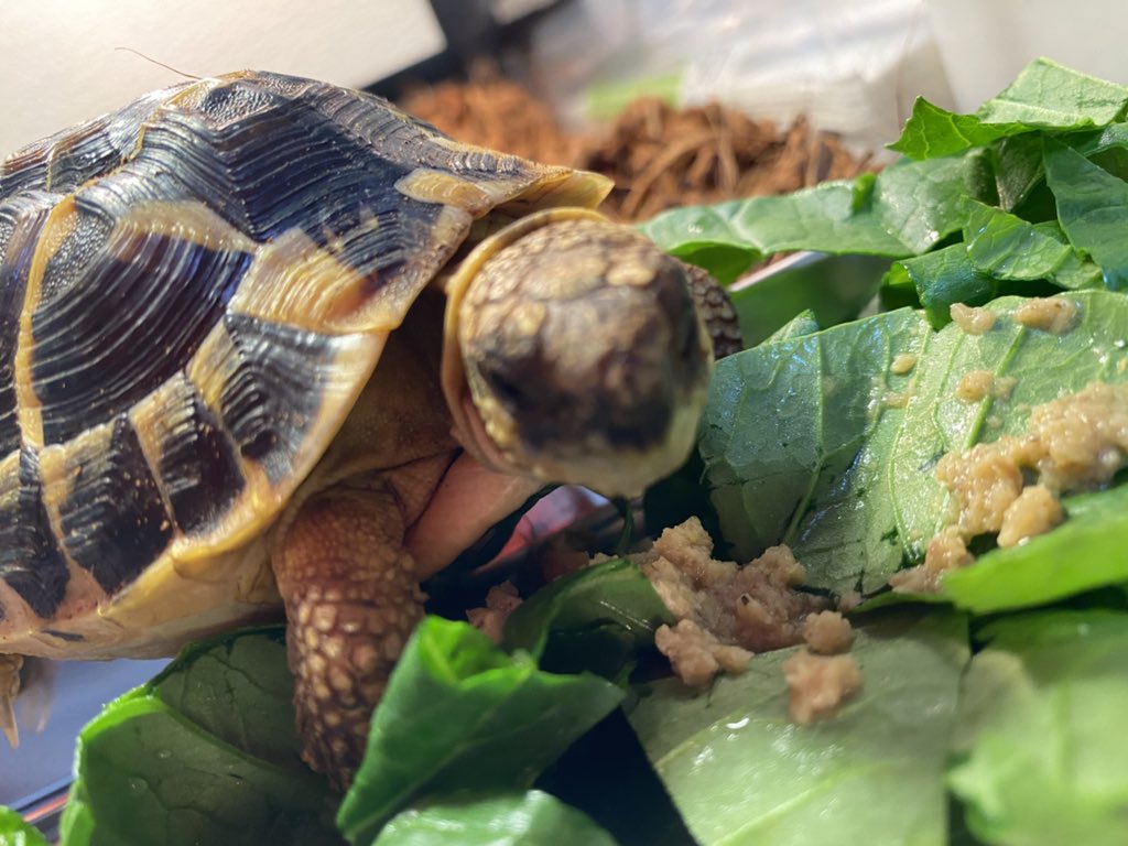 RCgVGTAjkRf6bQT's tweet image. らぐちゃんとびーくん🐢
今日も元気にもぐもぐタイム🍚
らぐちゃんも元気♪

#ニシヘルマンリクガメ
#ファインレプタイルズ