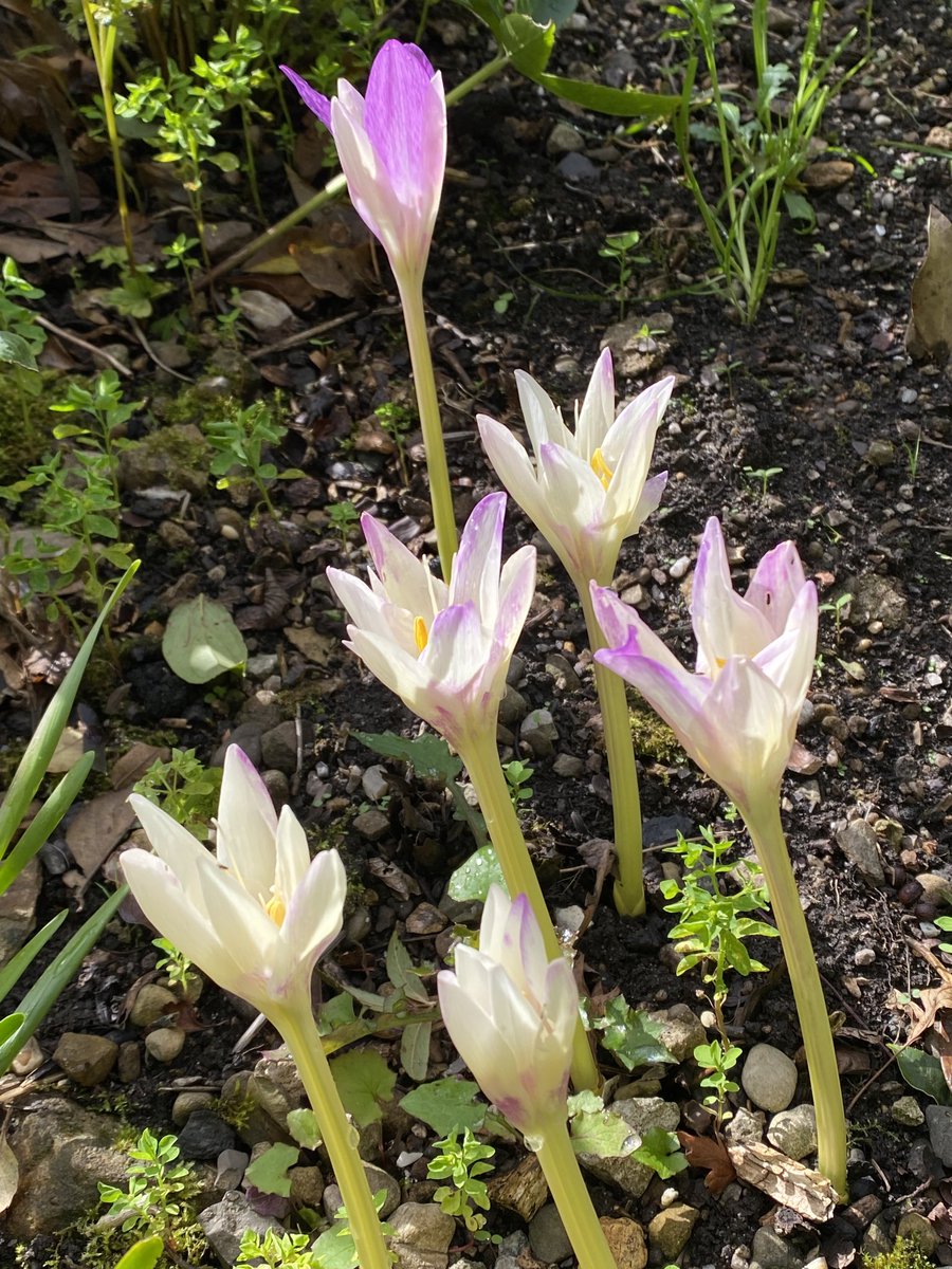 Colchicum ‘Harlequin’, an unusual colour combination. #fairviewyearround