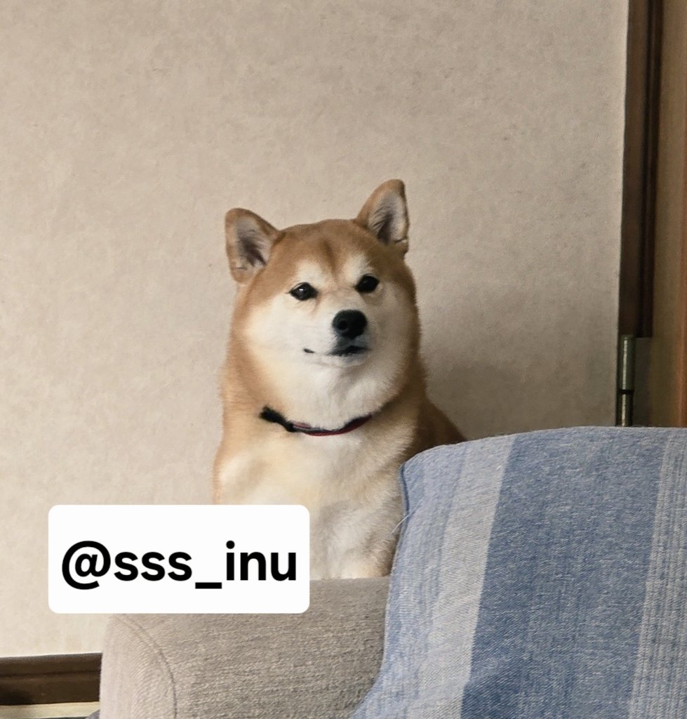 CHIEN様♡ありがとうございます♡ 犬 on X: 