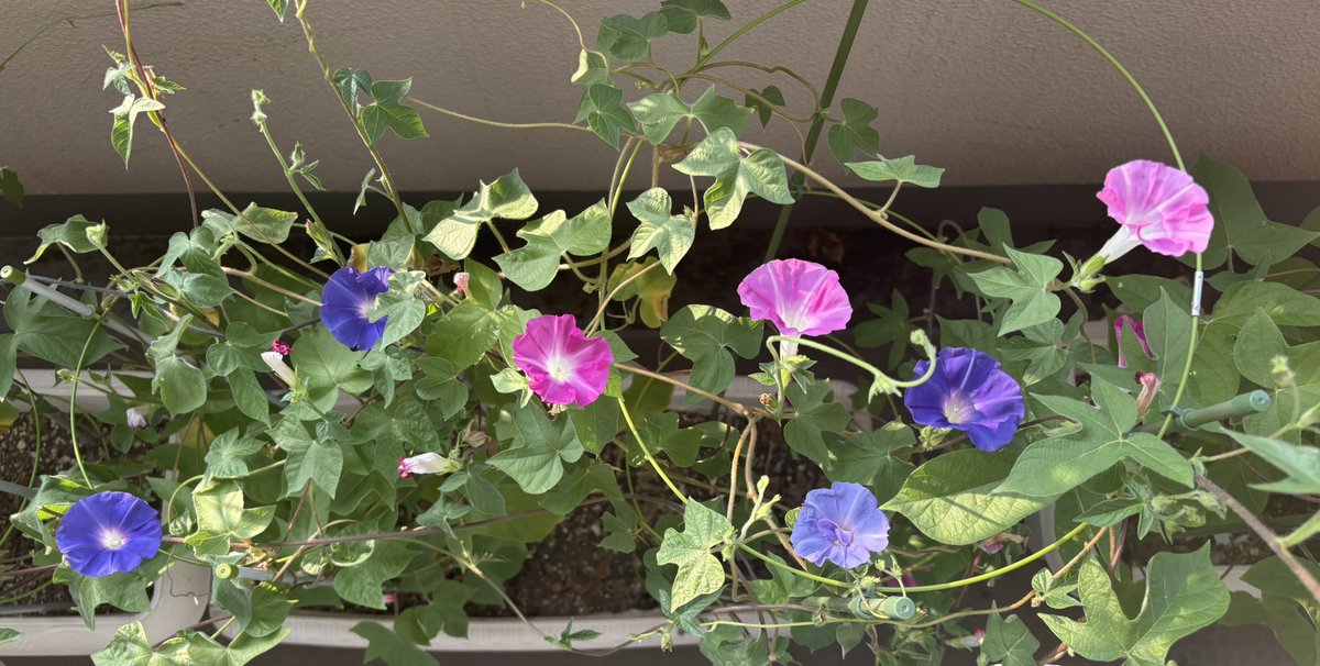 綺麗に咲いた🤩
花火みたい✨✨