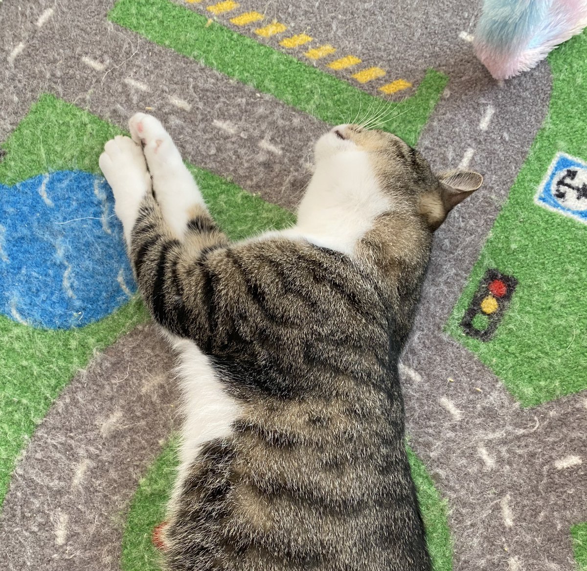 姉猫と日向ぼっこしてたのに急に追い出されたクーちゃん