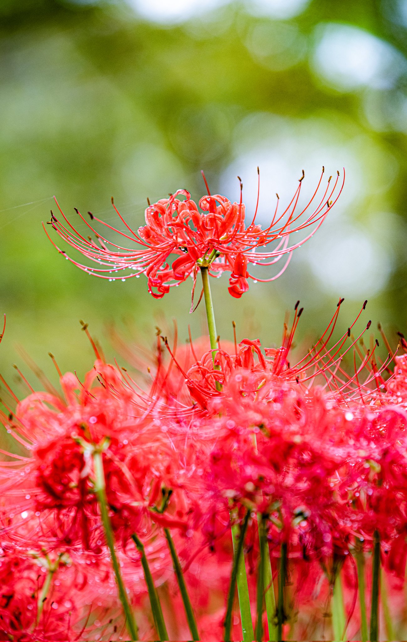 【レア】VIVIENNE TAM✨パワーネット　マオカラー✨彼岸花 レア】VIVIENNE TAM✨パワーネット マオカラー✨彼岸花 レア