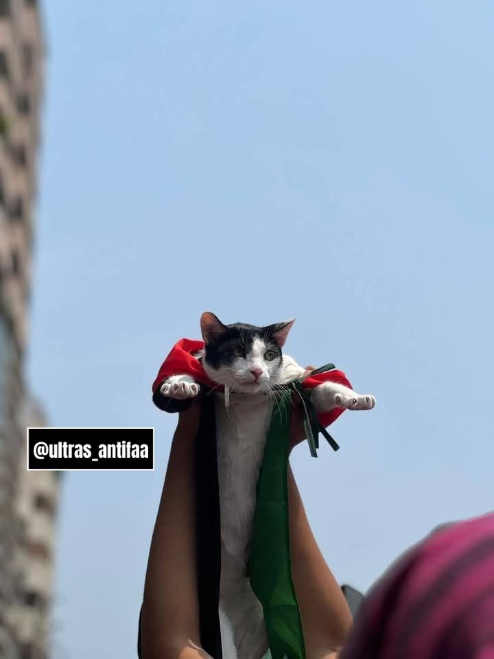 A cat showing solidarity with Palestine.