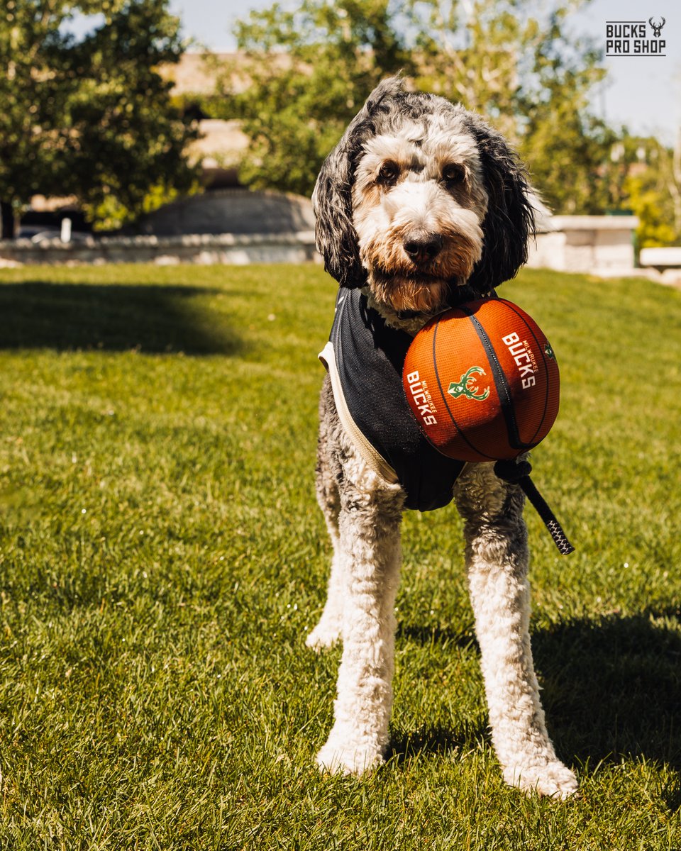 Get your pup gameday ready with official Bucks Pet Gear 🐶 SHOP for your four-legged fan today!

shop.bucks.com/collections/mi…