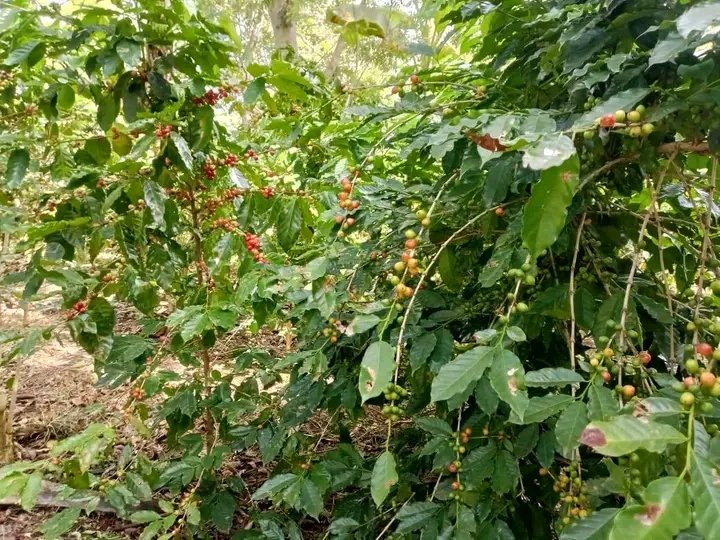 Las principales autoridades del municipio #SegundoFrente, #SantiagoDeCuba evalúan en el área la maduración de nuestro principal renglón económico el café. Asegurando la cosecha del Centenario de #Fidel.