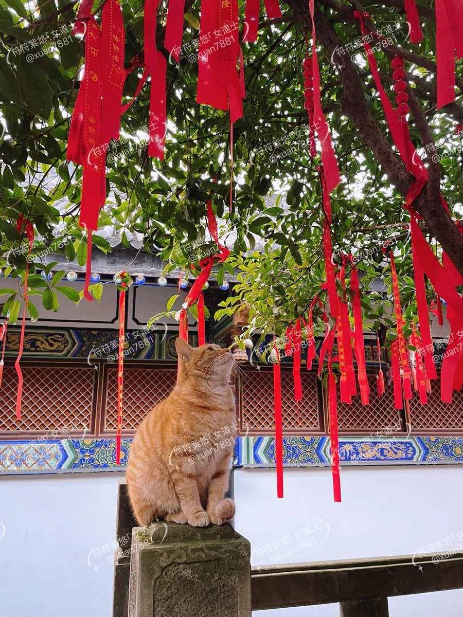 今天清晨喵师兄一直盯着许愿树，也不知道是在许什么愿...

你说会不会是恋爱了，在许情愿，所以才会让他喵性大发吧哈哈哈~