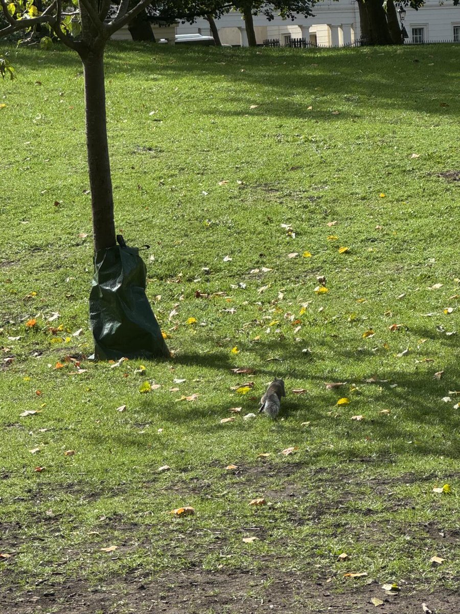 Tobcsxage's tweet photo. Every step in the park today was a dance with nature's tiny treasures. 🌳🐾 These little ones were the stars of my day, their antics a testament to the beauty of life. https://t.co/IYFDoIk7BP