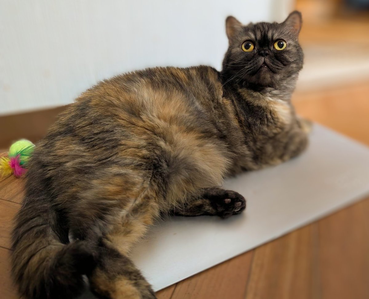 サルヴァトーレ(トト)=田中 (@arty_sax) on Twitter photo おはようございます🍀
昨晩はマオマオさんのお誕生日に沢山のお祝いを下さって本当にありがとうございました❗
マオマオさんをお迎えしてからというもの、数え切れない程の幸せを貰っています😺
これからもマオマオさんの健康と楽しい音楽ライフのために頑張って参ります(`・ω・´)ゞ
本日もゆるよろ😆 おはようございます🍀
昨晩はマオマオさんのお誕生日に沢山のお祝いを下さって本当にありがとうございました❗
マオマオさんをお迎えしてからというもの、数え切れない程の幸せを貰っています😺
これからもマオマオさんの健康と楽しい音楽ライフのために頑張って参ります(`・ω・´)ゞ
本日もゆるよろ😆